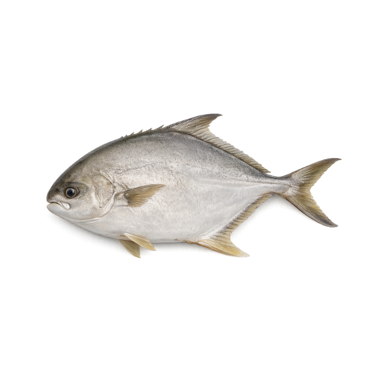 Ikan Bawal Laut