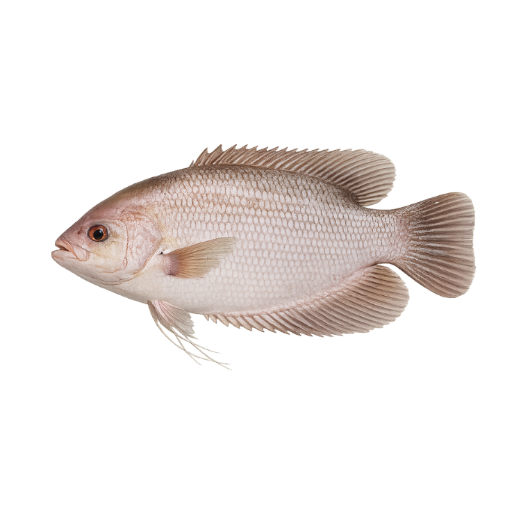 Ikan Gurame