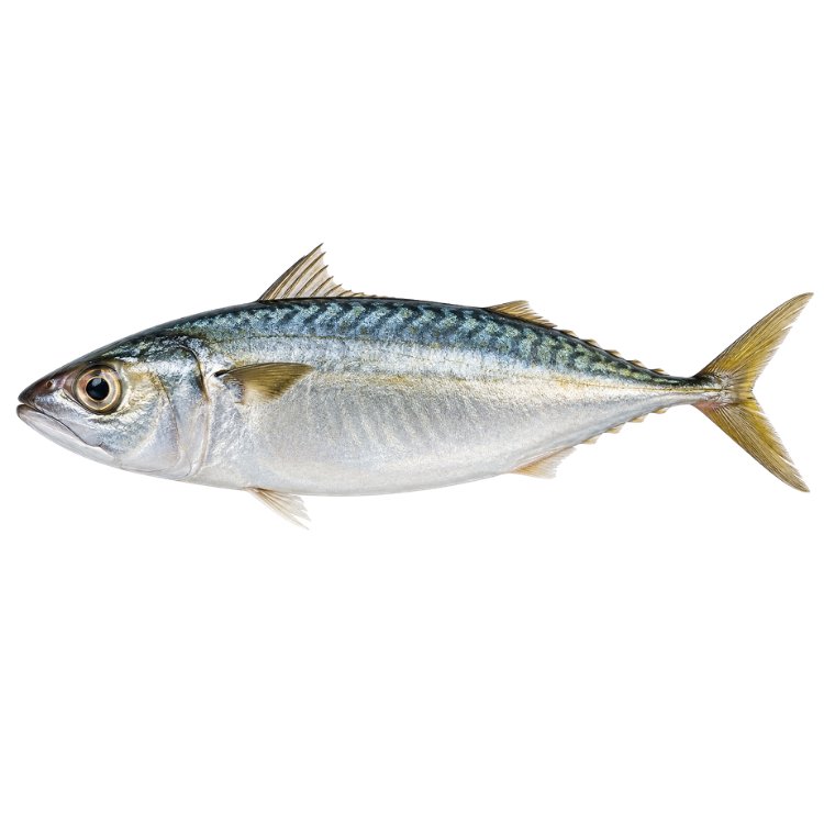 Ikan Kembung