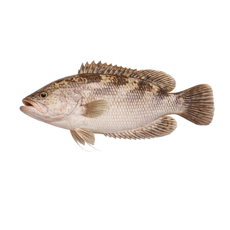 Ikan Kerapu segar