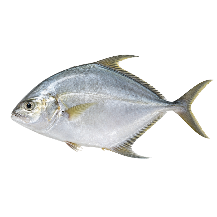 Ikan Kuwe