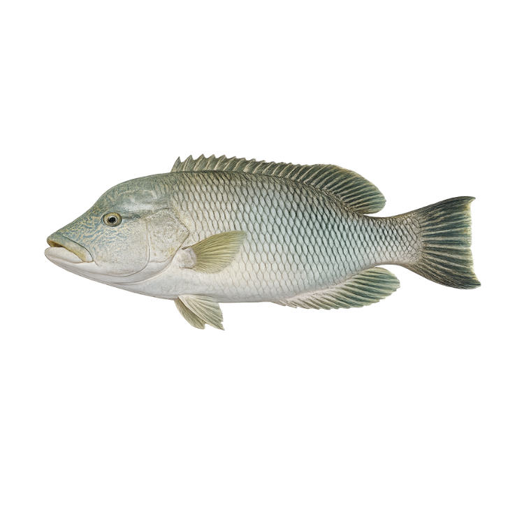Ikan Napoleon