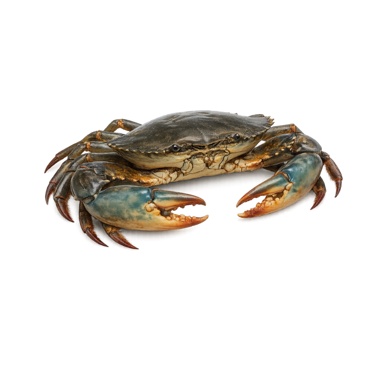 Kepiting